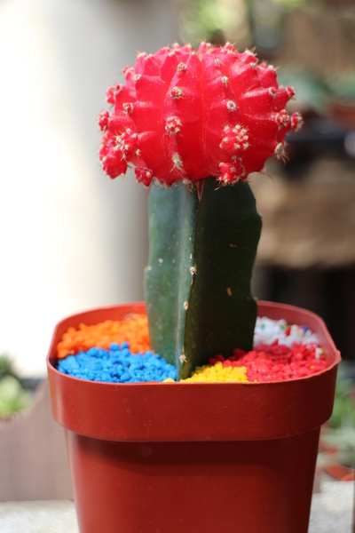 台北花卉村(Taipei Garden Mall)：「台北花卉村」紫藤花季‧春天小確幸