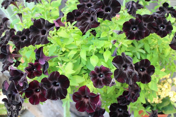 台北花卉村(Taipei Garden Mall)：「台北花卉村」紫藤花季‧春天小確幸