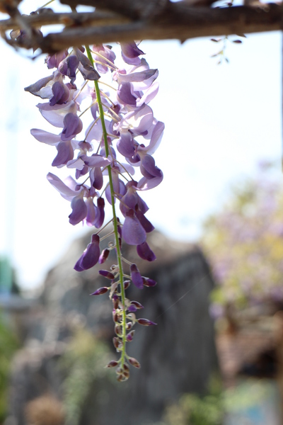 台北花卉村(Taipei Garden Mall)：「台北花卉村」紫藤花季‧春天小確幸