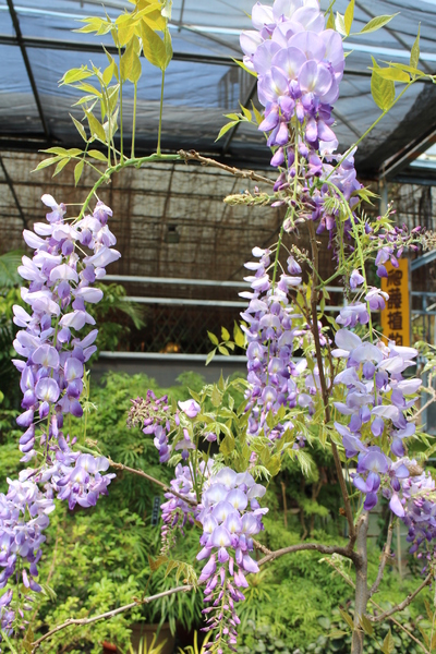 台北花卉村(Taipei Garden Mall)：「台北花卉村」紫藤花季‧春天小確幸