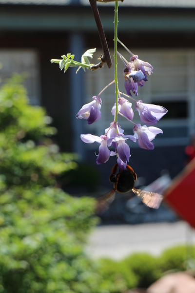 台北花卉村(Taipei Garden Mall)：「台北花卉村」紫藤花季‧春天小確幸