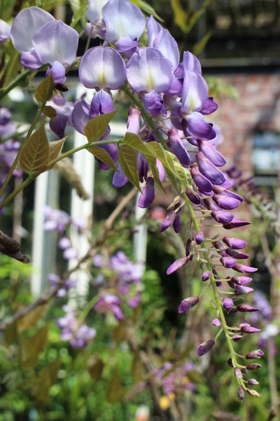 台北花卉村(Taipei Garden Mall)：「台北花卉村」紫藤花季‧春天小確幸