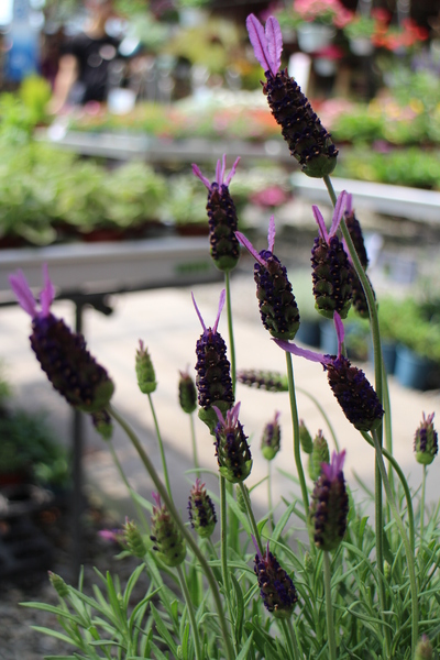 台北花卉村(Taipei Garden Mall)：「台北花卉村」紫藤花季‧春天小確幸