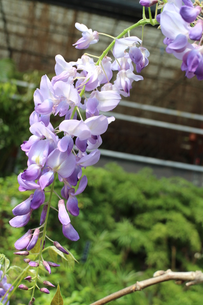 台北花卉村(Taipei Garden Mall)：「台北花卉村」紫藤花季‧春天小確幸