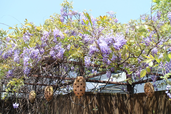 台北花卉村(Taipei Garden Mall)：「台北花卉村」紫藤花季‧春天小確幸