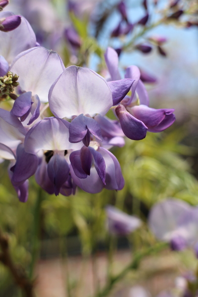 台北花卉村(Taipei Garden Mall)：「台北花卉村」紫藤花季‧春天小確幸