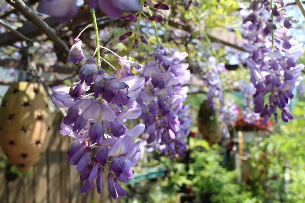 台北花卉村(Taipei Garden Mall)：「台北花卉村」紫藤花季‧春天小確幸