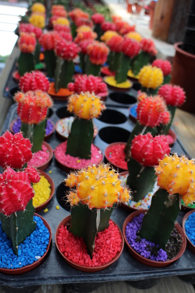 台北花卉村(Taipei Garden Mall)：「台北花卉村」紫藤花季‧春天小確幸