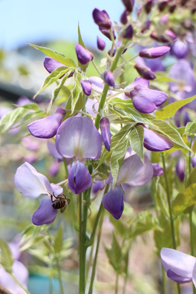 台北花卉村(Taipei Garden Mall)：「台北花卉村」紫藤花季‧春天小確幸
