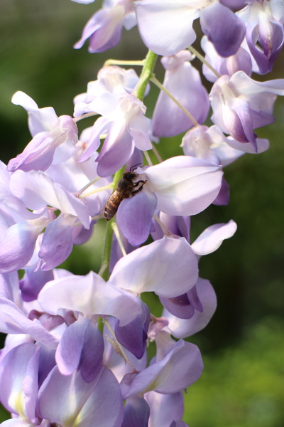 台北花卉村(Taipei Garden Mall)：「台北花卉村」紫藤花季‧春天小確幸