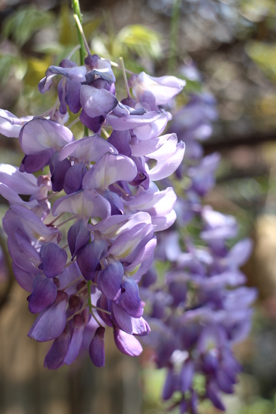 台北花卉村(Taipei Garden Mall)：「台北花卉村」紫藤花季‧春天小確幸