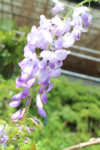 台北花卉村(Taipei Garden Mall)：「台北花卉村」紫藤花季‧春天小確幸