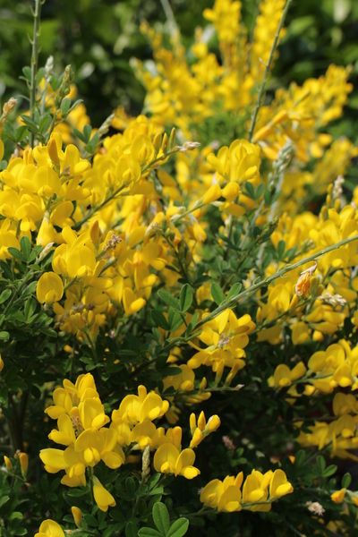 台北花卉村(Taipei Garden Mall)：「台北花卉村」紫藤花季‧春天小確幸