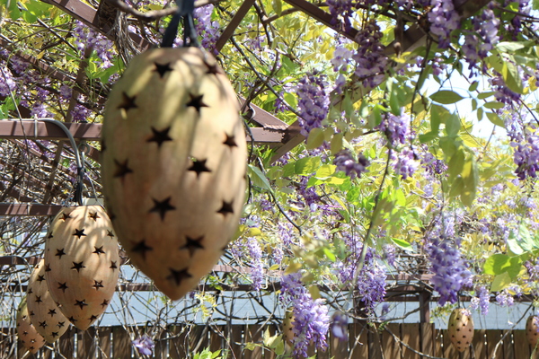 台北花卉村(Taipei Garden Mall)：「台北花卉村」紫藤花季‧春天小確幸