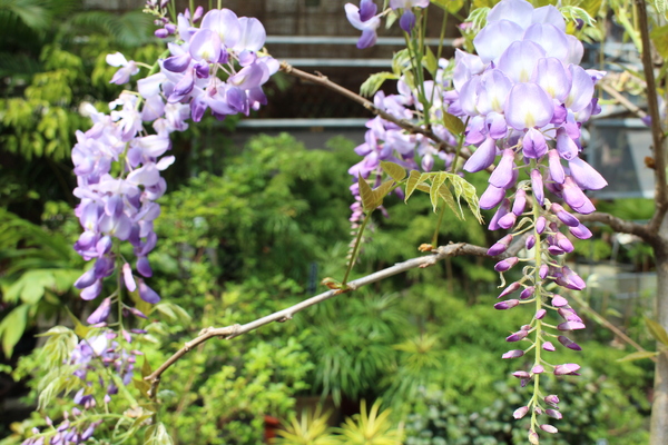 台北花卉村(Taipei Garden Mall)：「台北花卉村」紫藤花季‧春天小確幸