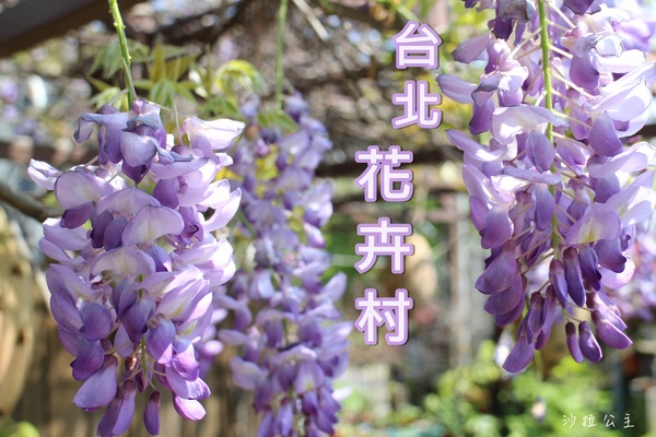 台北花卉村(Taipei Garden Mall)：「台北花卉村」紫藤花季‧春天小確幸