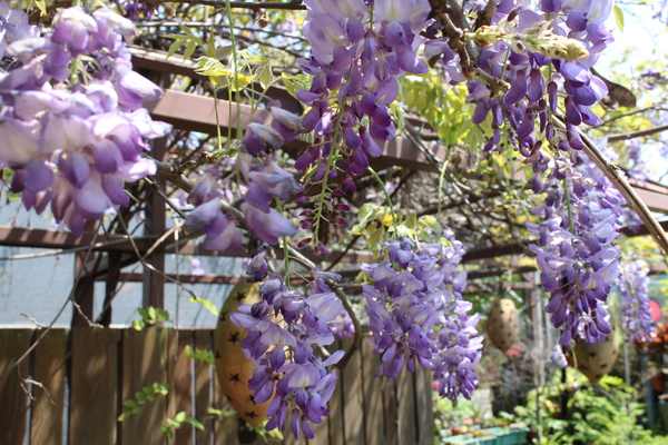 台北花卉村(Taipei Garden Mall)：「台北花卉村」紫藤花季‧春天小確幸