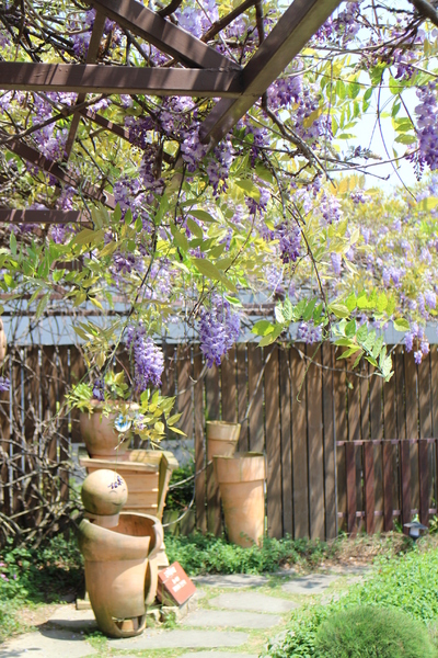 台北花卉村(Taipei Garden Mall)：「台北花卉村」紫藤花季‧春天小確幸