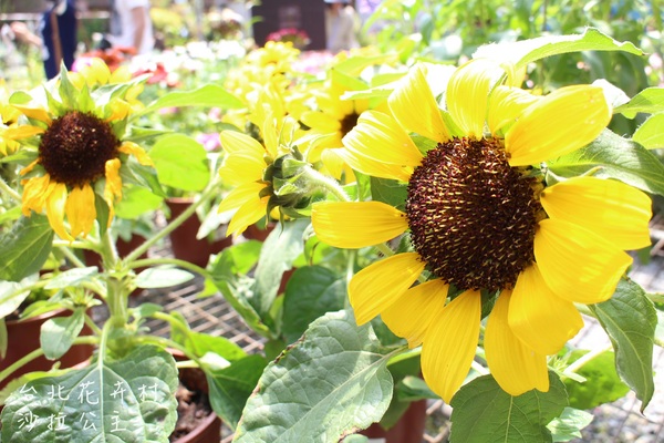 台北花卉村(Taipei Garden Mall)：「台北花卉村」紫藤花季‧春天小確幸