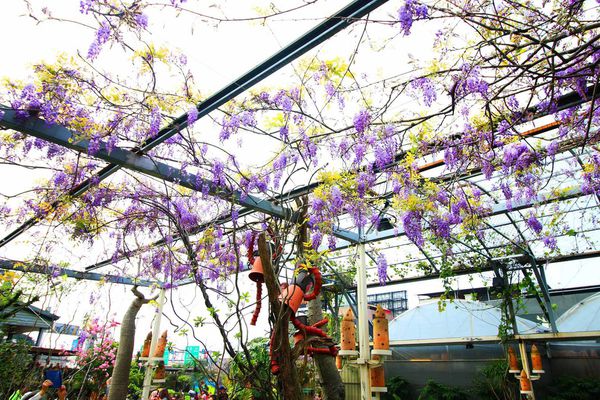 【台北旅遊】台北花卉村-美麗的紫藤花季