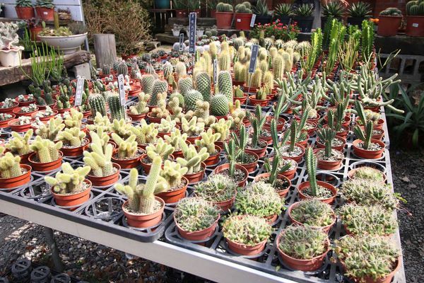 【台北旅遊】台北花卉村-美麗的紫藤花季