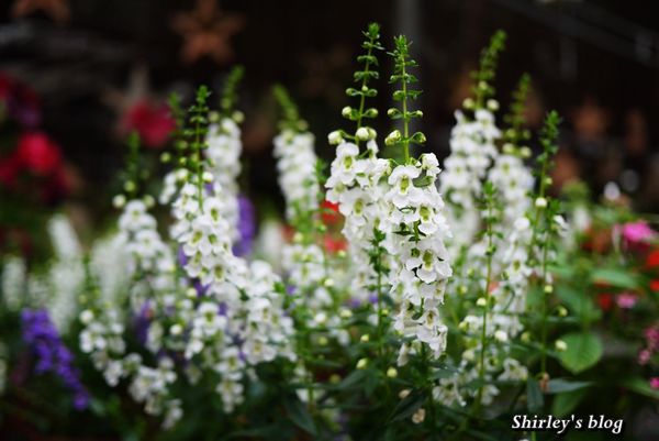 台北花卉村(Taipei Garden Mall):台北花卉村