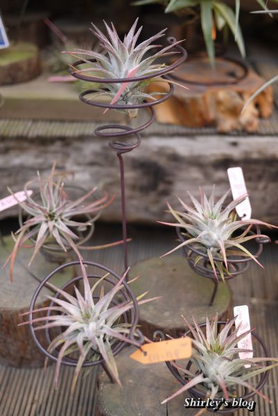 台北花卉村(Taipei Garden Mall):台北花卉村