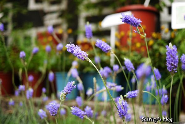 台北花卉村(Taipei Garden Mall):台北花卉村
