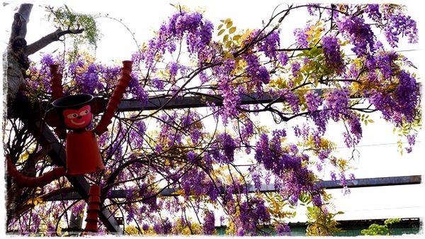 台北花卉村(Taipei Garden Mall):【台北◍•ᴗ•◍社子】賞花・台北花卉村賞紫藤花2015・3/20花況✯親子DIY景點|沉醉於紫藤花戀情