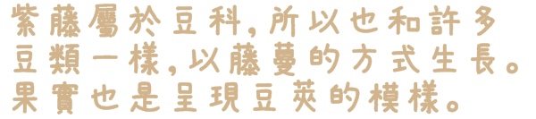 台北花卉村(Taipei Garden Mall):【台北◍•ᴗ•◍社子】賞花・台北花卉村賞紫藤花2015・3/20花況✯親子DIY景點|沉醉於紫藤花戀情