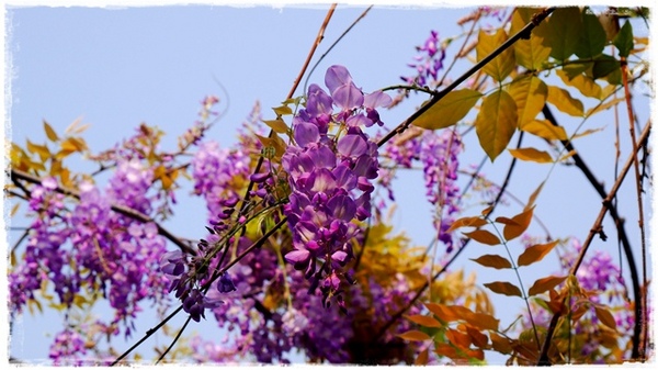 台北花卉村(Taipei Garden Mall):【台北◍•ᴗ•◍社子】賞花・台北花卉村賞紫藤花2015・3/20花況✯親子DIY景點|沉醉於紫藤花戀情