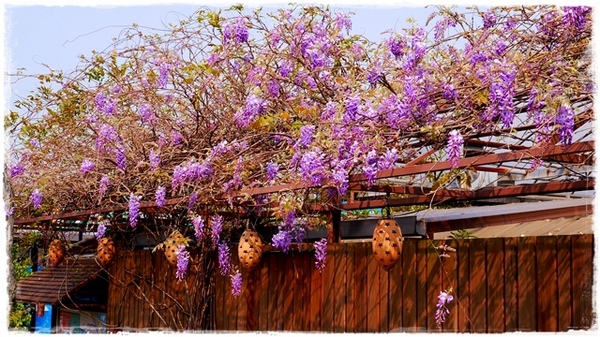 台北花卉村(Taipei Garden Mall):【台北◍•ᴗ•◍社子】賞花・台北花卉村賞紫藤花2015・3/20花況✯親子DIY景點|沉醉於紫藤花戀情