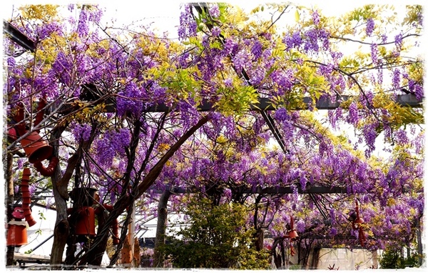 台北花卉村(Taipei Garden Mall):【台北◍•ᴗ•◍社子】賞花・台北花卉村賞紫藤花2015・3/20花況✯親子DIY景點|沉醉於紫藤花戀情