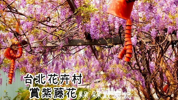 台北花卉村(Taipei Garden Mall):【台北◍•ᴗ•◍社子】賞花・台北花卉村賞紫藤花2015・3/20花況✯親子DIY景點|沉醉於紫藤花戀情