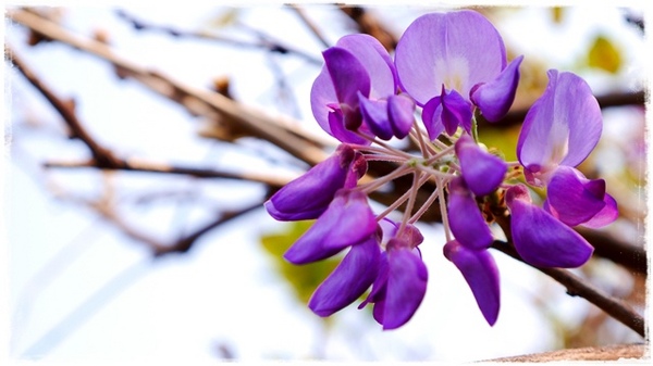 台北花卉村(Taipei Garden Mall):【台北◍•ᴗ•◍社子】賞花・台北花卉村賞紫藤花2015・3/20花況✯親子DIY景點|沉醉於紫藤花戀情