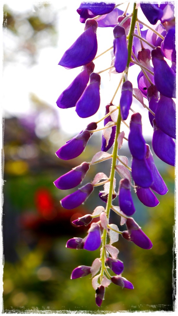 台北花卉村(Taipei Garden Mall):【台北◍•ᴗ•◍社子】賞花・台北花卉村賞紫藤花2015・3/20花況✯親子DIY景點|沉醉於紫藤花戀情