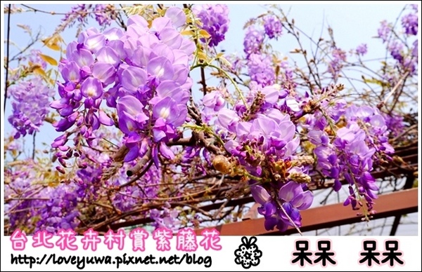 台北花卉村(Taipei Garden Mall):【台北◍•ᴗ•◍社子】賞花・台北花卉村賞紫藤花2015・3/20花況✯親子DIY景點|沉醉於紫藤花戀情