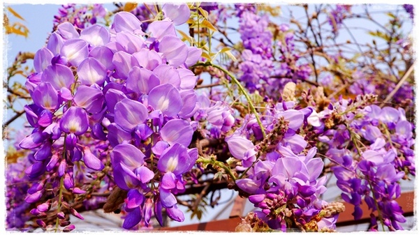 台北花卉村(Taipei Garden Mall):【台北◍•ᴗ•◍社子】賞花・台北花卉村賞紫藤花2015・3/20花況✯親子DIY景點|沉醉於紫藤花戀情