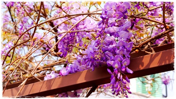 台北花卉村(Taipei Garden Mall):【台北◍•ᴗ•◍社子】賞花・台北花卉村賞紫藤花2015・3/20花況✯親子DIY景點|沉醉於紫藤花戀情