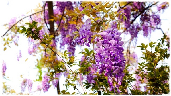 台北花卉村(Taipei Garden Mall):【台北◍•ᴗ•◍社子】賞花・台北花卉村賞紫藤花2015・3/20花況✯親子DIY景點|沉醉於紫藤花戀情