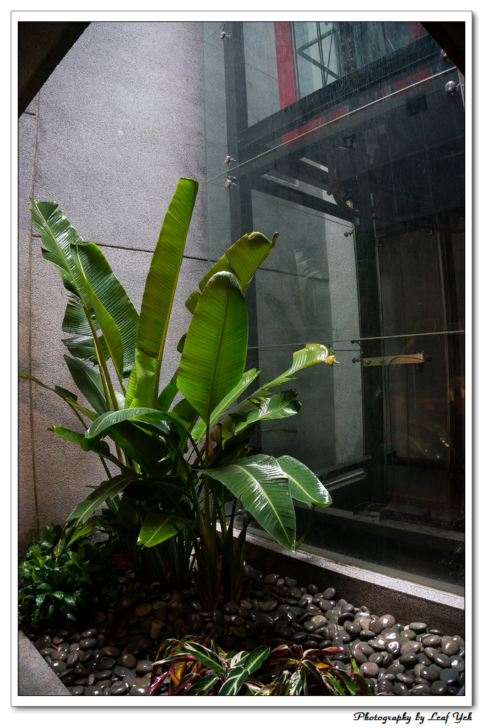 葉影瓶像版權所有