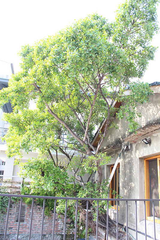 閣樓上的鹹點店 (1)