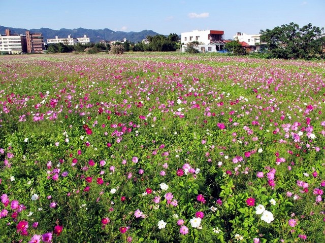 IMG_0235 (复制) (复制)