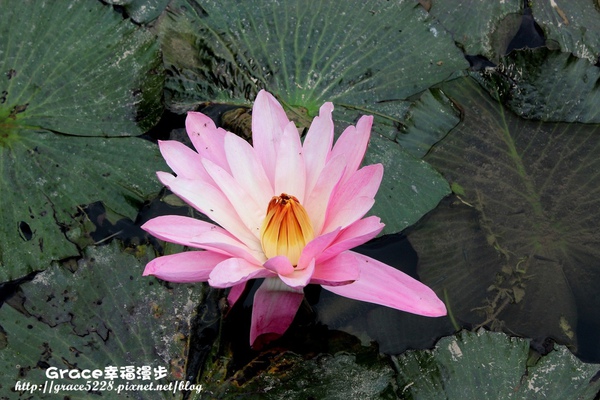PhotoCap_IMG_5095