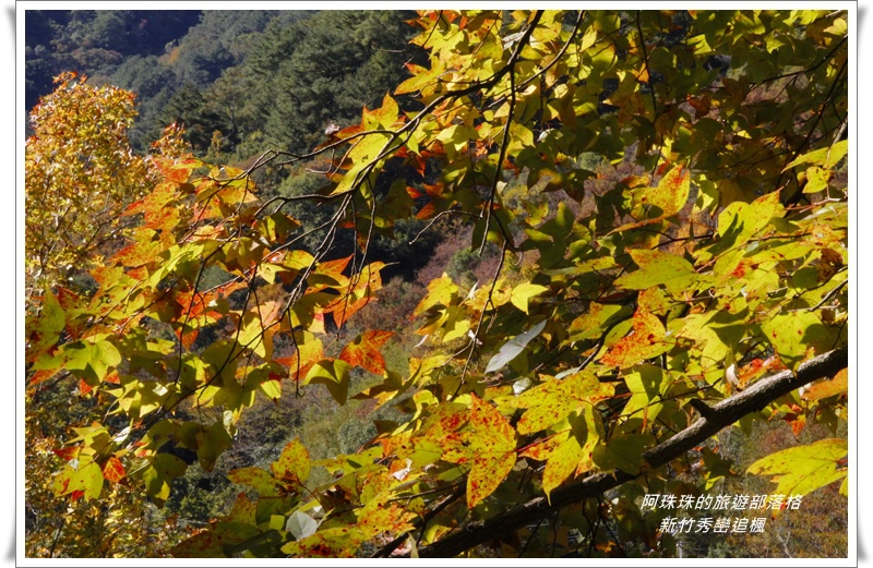 新竹秀巒追楓14.JPG
