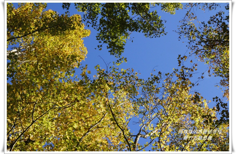 新竹秀巒追楓24.JPG