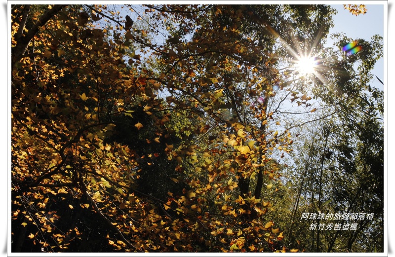 新竹秀巒追楓8.JPG