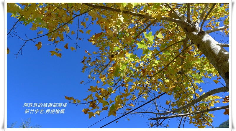 新竹秀巒追楓60.JPG