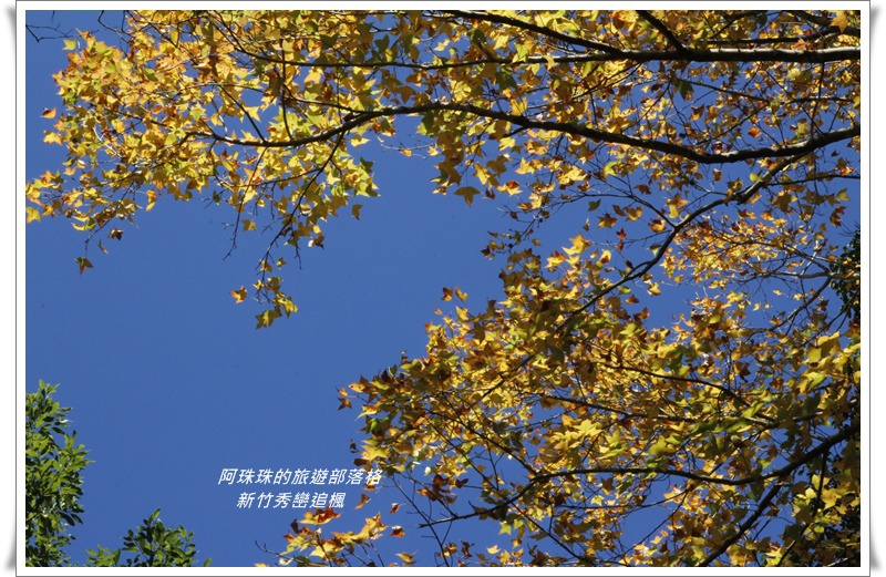 新竹秀巒追楓12.JPG