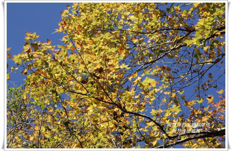 新竹秀巒追楓10.JPG